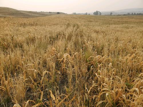 Cover crops in Sweet Grass County, MT. A field of light brown crops are pictured. 